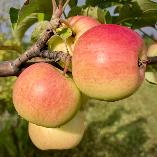 Prairie Sensation Apple