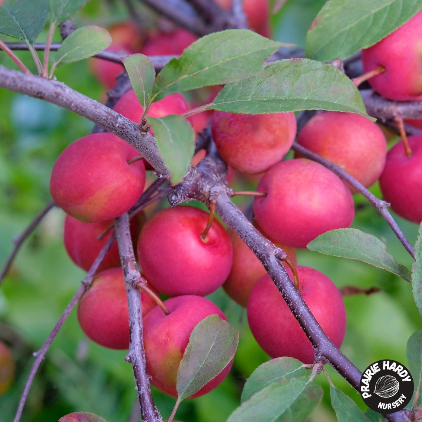 Patterson Pride Plum