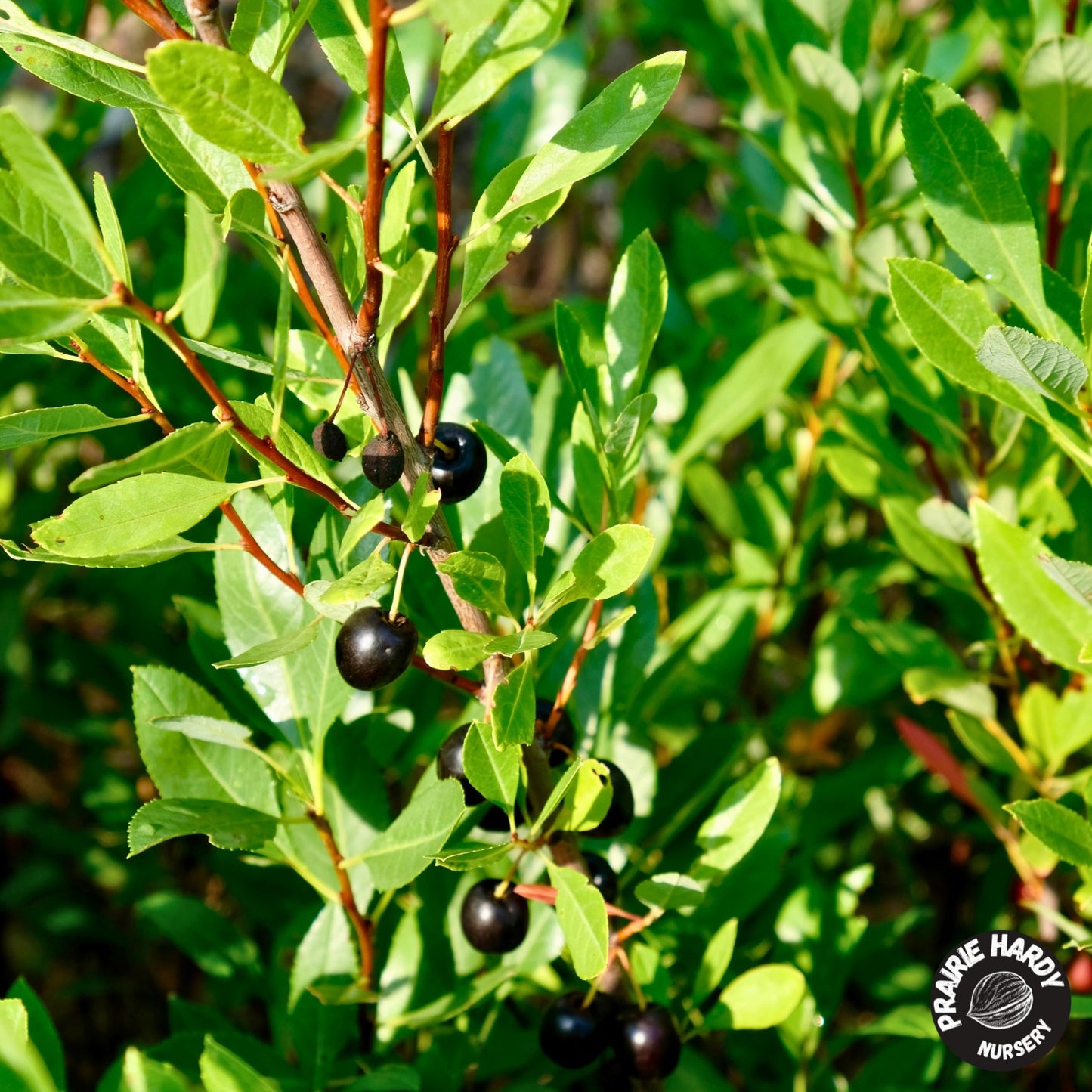 Sandcherry