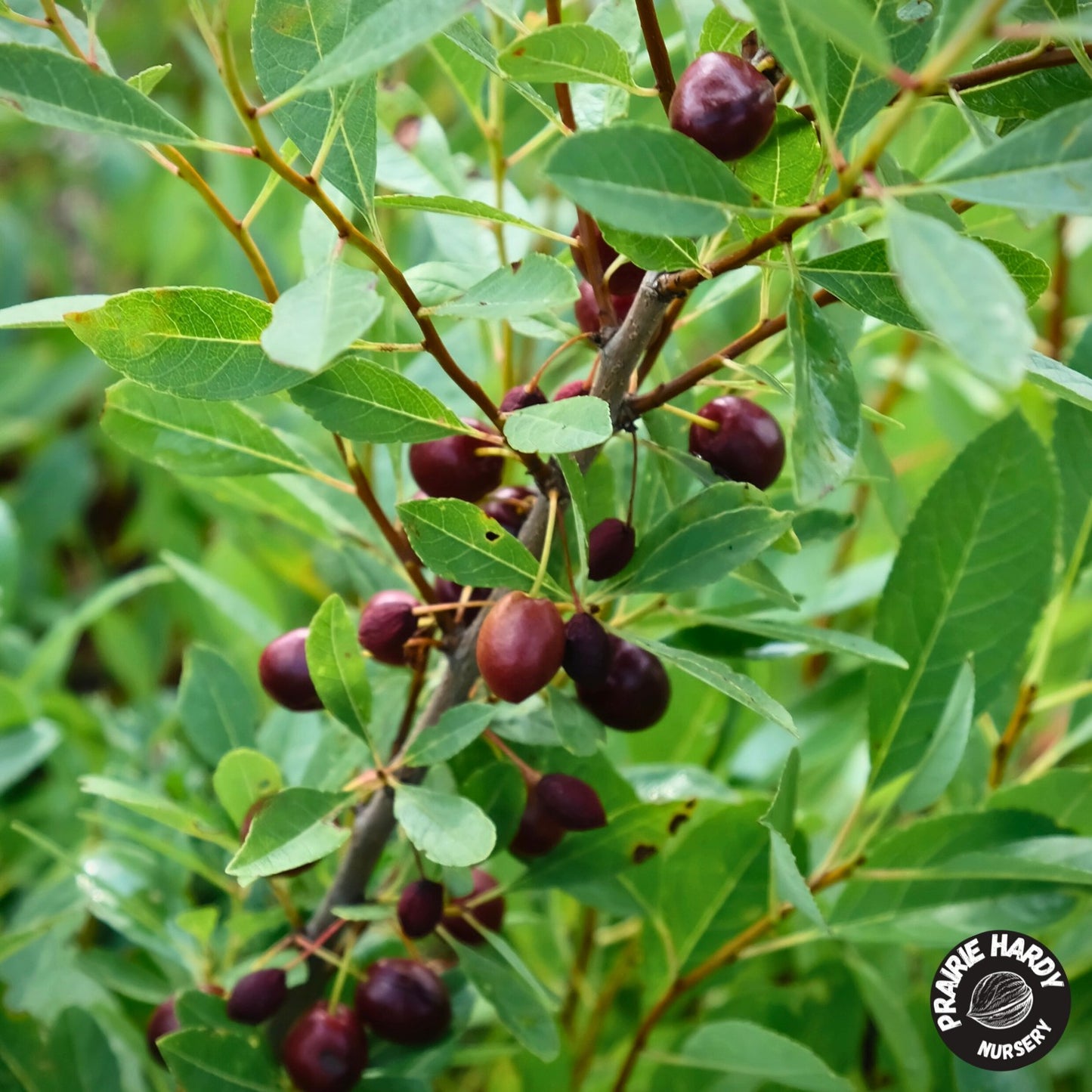 Sandcherry