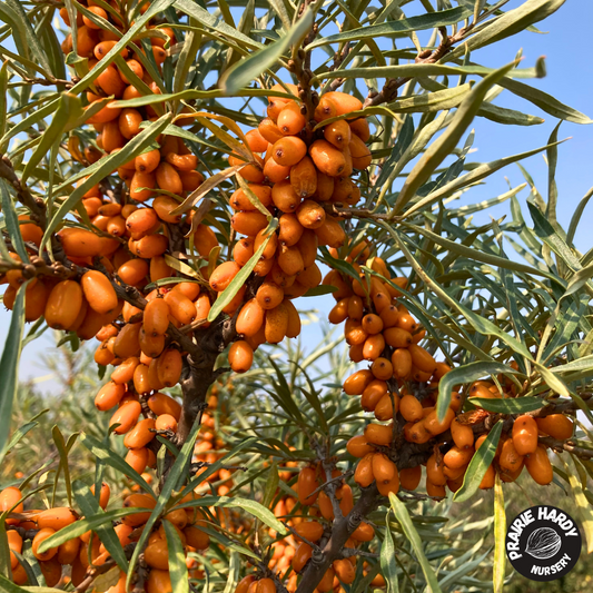 Prairie Sunset Sea Buckthorn