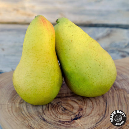 Sentyabrina Pear