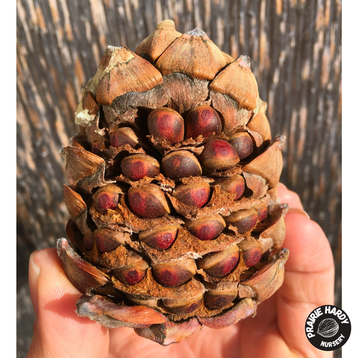 Siberian Stone Pine