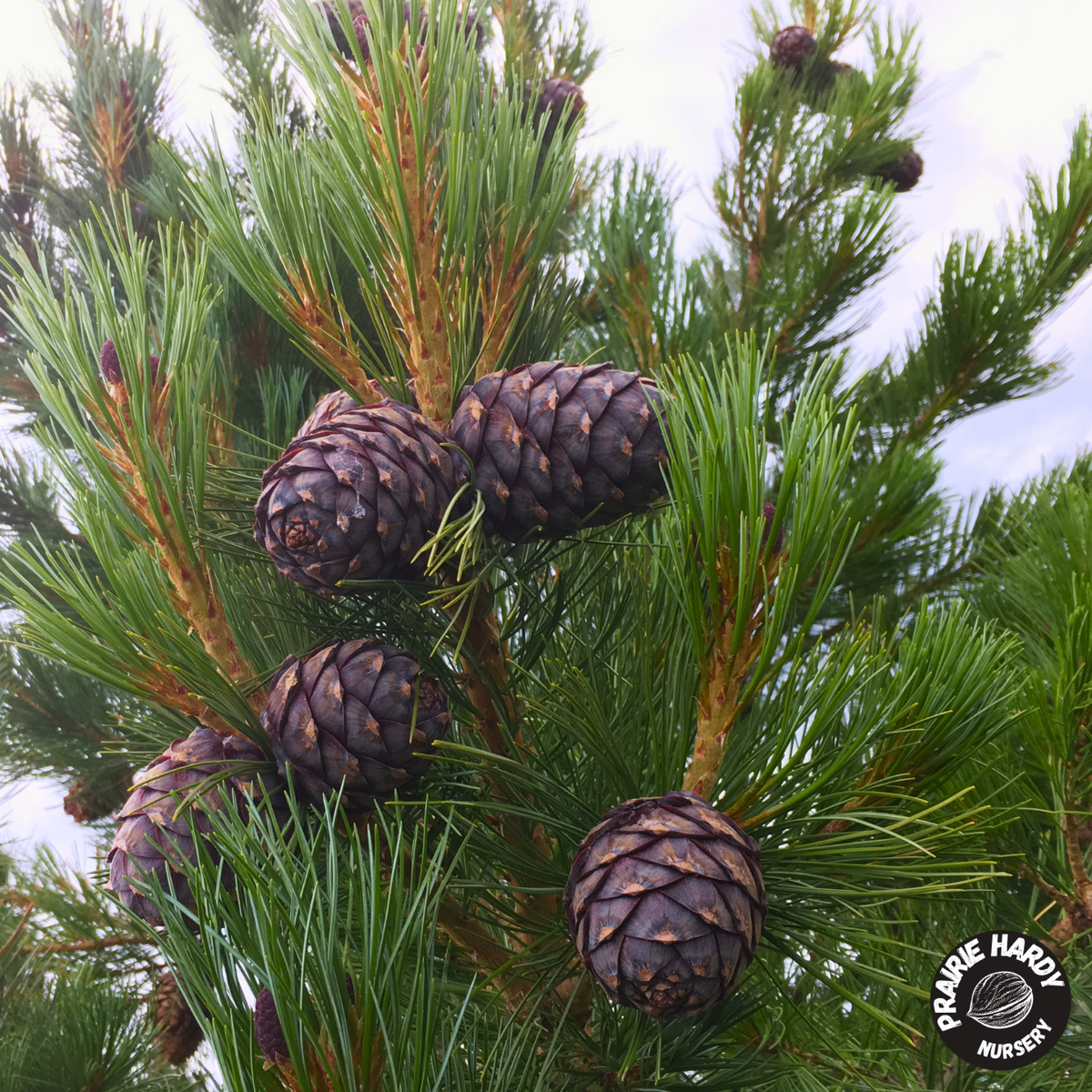 Siberian Stone Pine