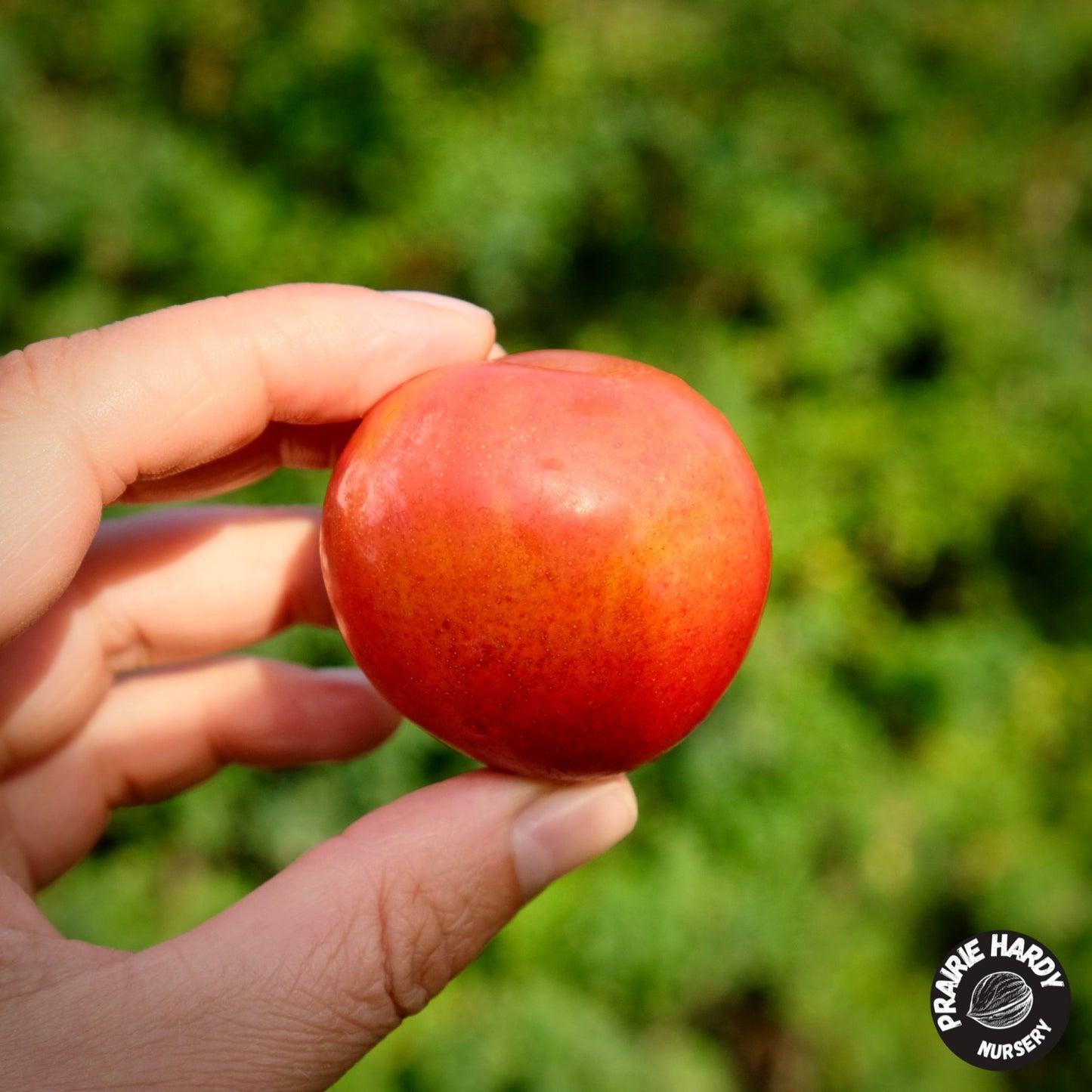 Skiba Plum