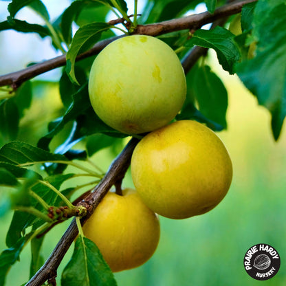 Sprout’s Sunshine Plum