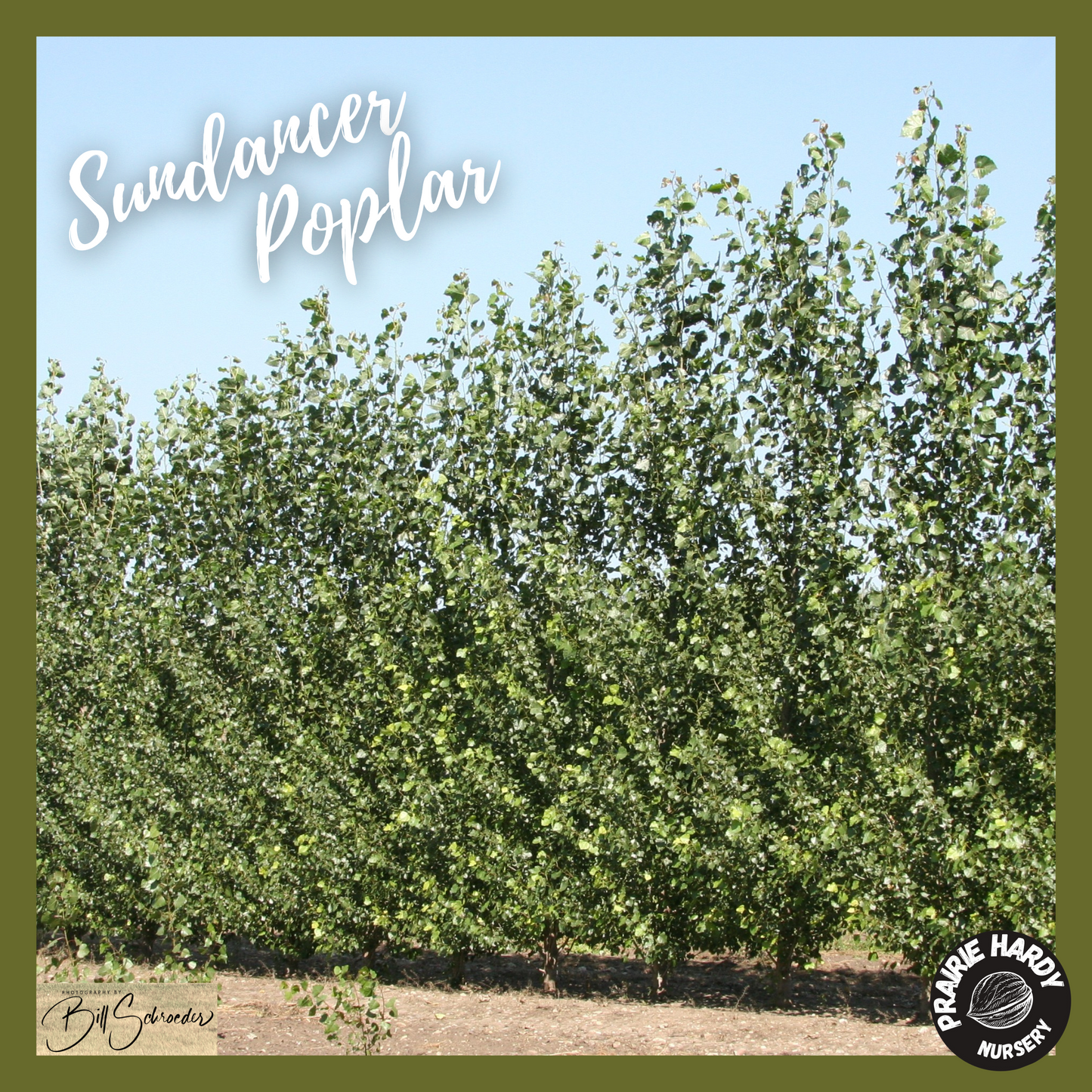 Sundancer Poplar