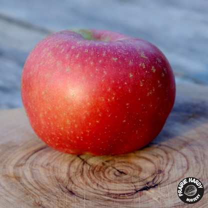 TreasuRed Apple