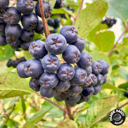 Viking Aronia Berry
