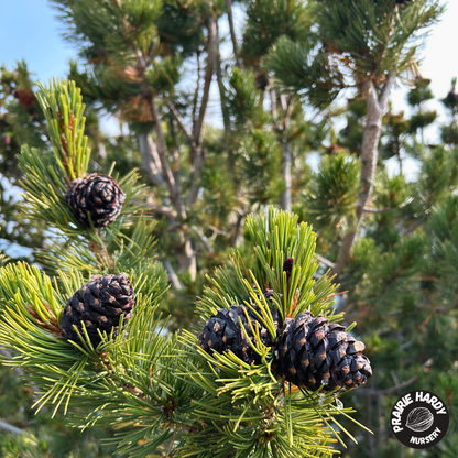 Whitebark Pine