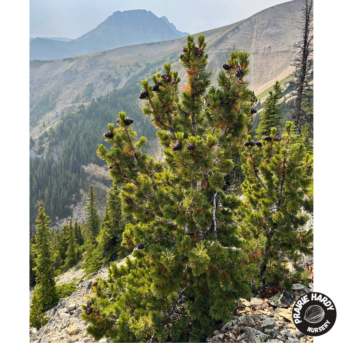 Whitebark Pine