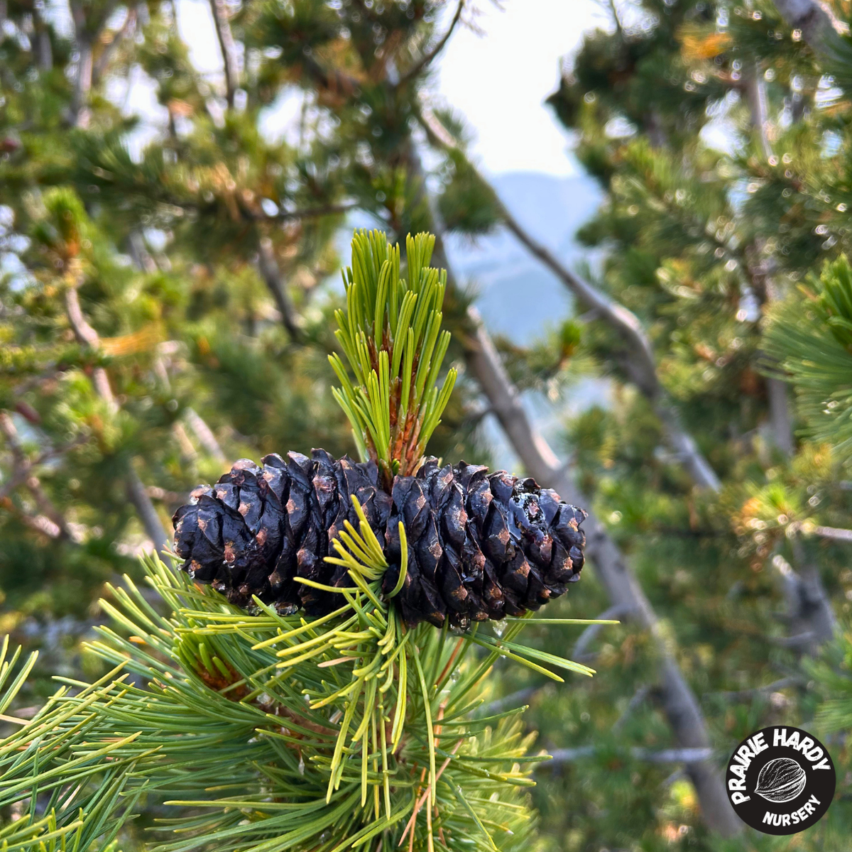 Whitebark Pine