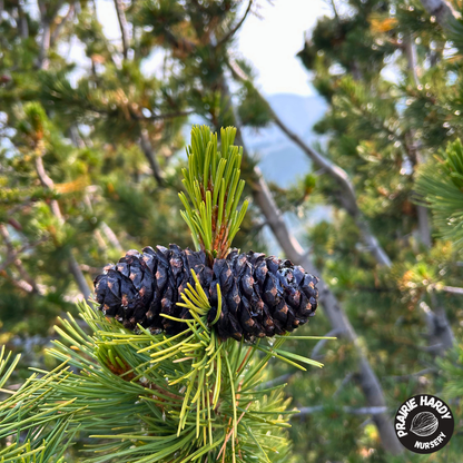 Whitebark Pine