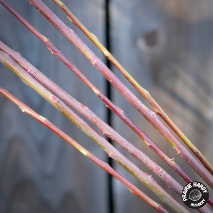 Bleu Basket Willow