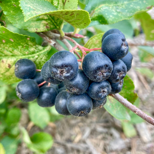 Viking Aronia Berry