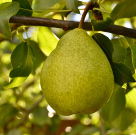 Krasnobokaya Pear