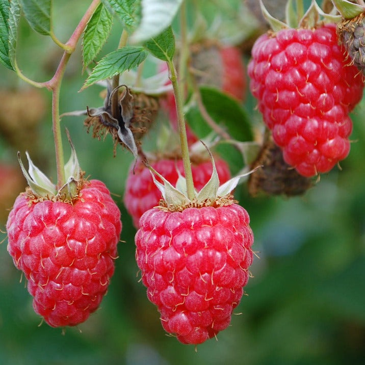 Red Mammoth Raspberry