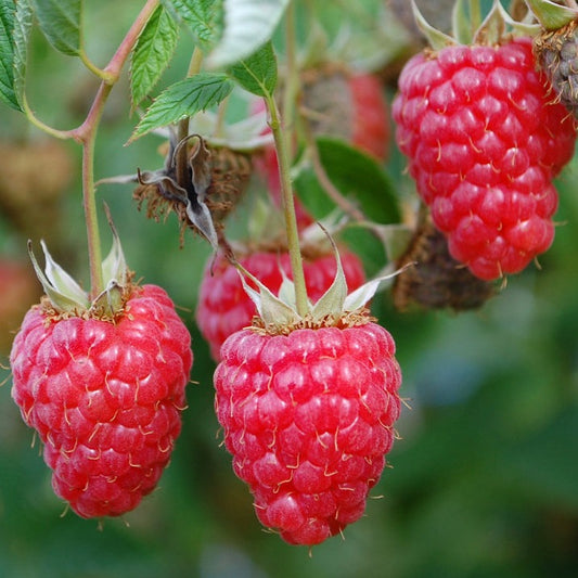 Red Mammoth Raspberry