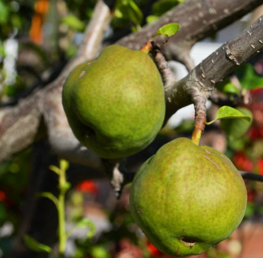 Bolshaya Pear