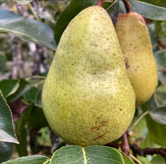 Sentyabrina Pear