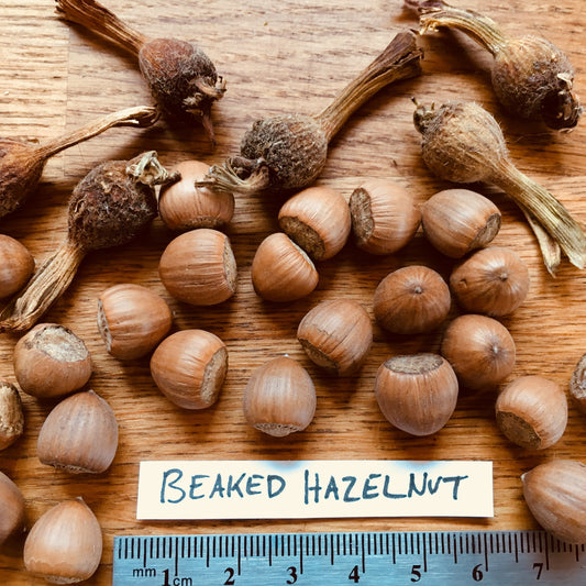 Beaked Hazelnut