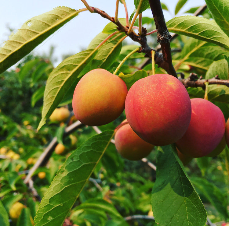 Grenville Plum