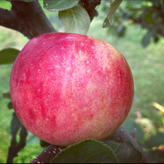 Misty Rose Apple